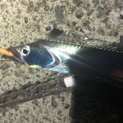 太刀魚調査しかし細い